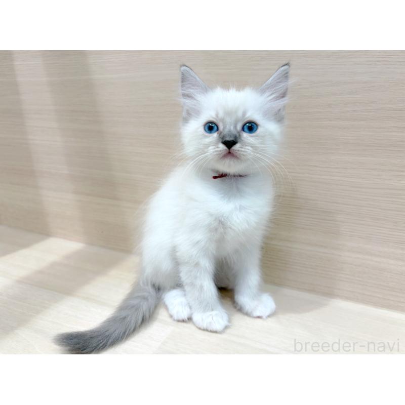 販売中の東京都のネヴァマスカレード-130703