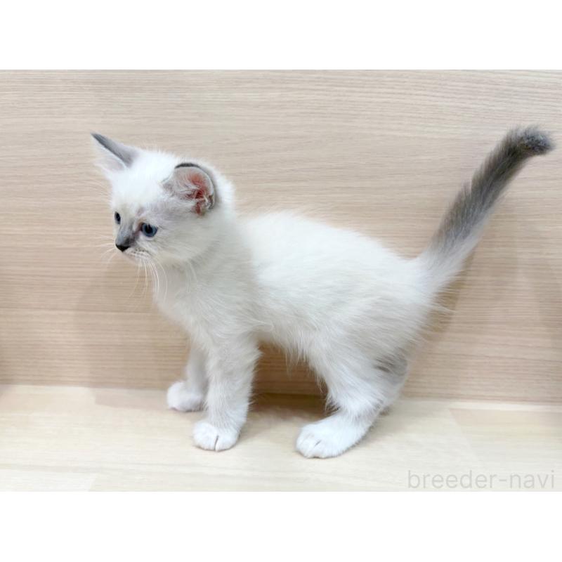 販売中の東京都のネヴァマスカレード-130703の5枚目