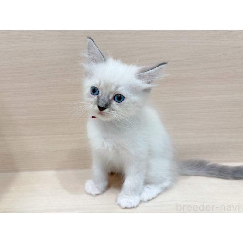 販売中の東京都のネヴァマスカレード-130703の4枚目