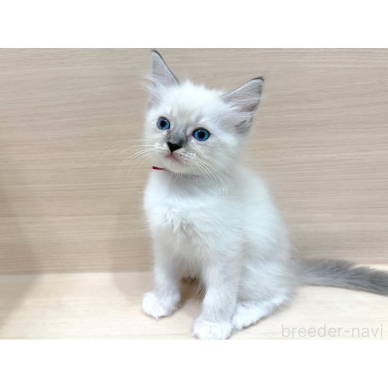 販売中の東京都のネヴァマスカレード-130703の3枚目