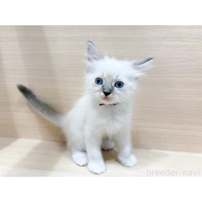 販売中の東京都のネヴァマスカレード-130703の2枚目