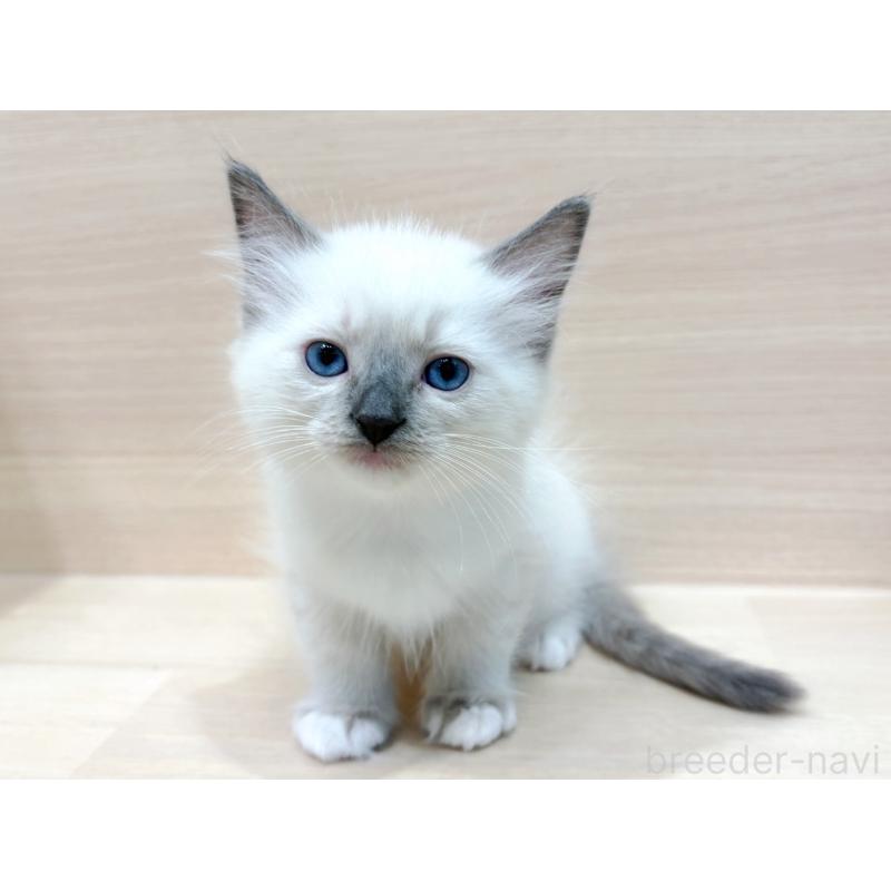 販売中の東京都のネヴァマスカレード-130705