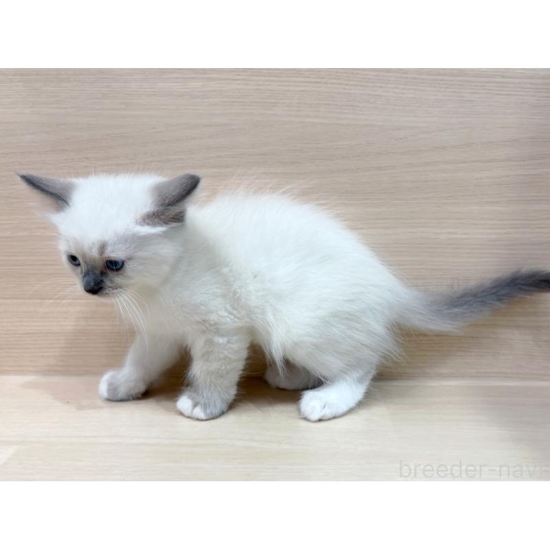 販売中の東京都のネヴァマスカレード-130705の5枚目