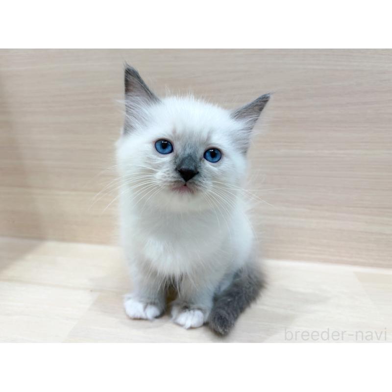 販売中の東京都のネヴァマスカレード-130705の4枚目