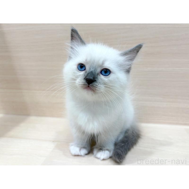 販売中の東京都のネヴァマスカレード-130705の3枚目