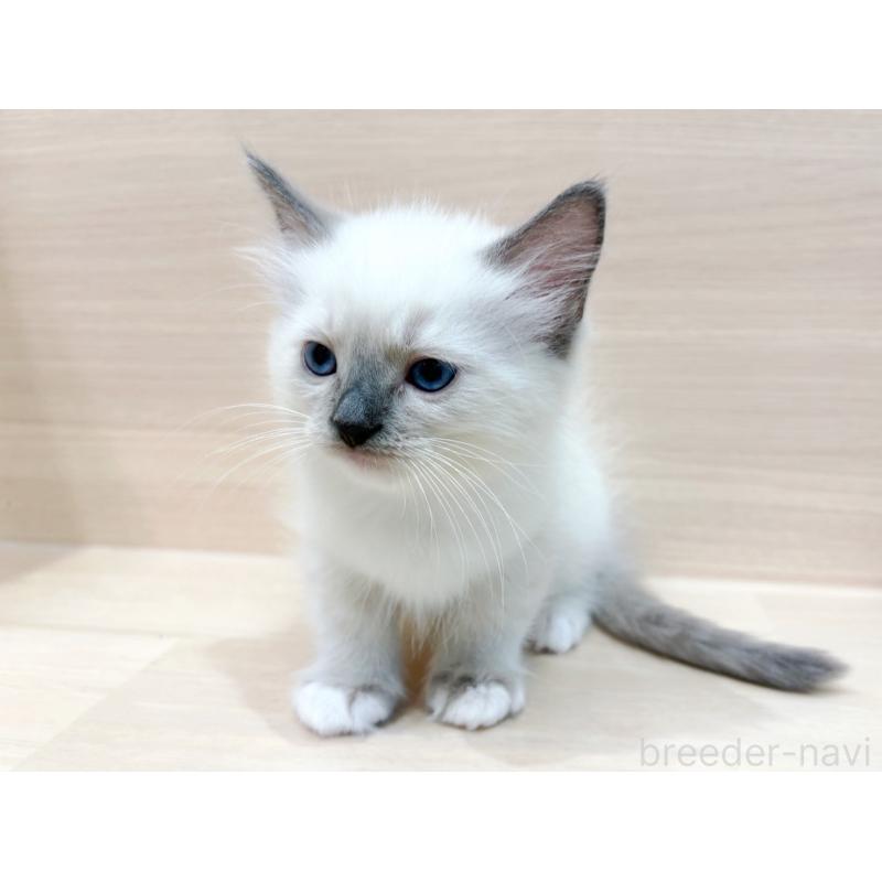 販売中の東京都のネヴァマスカレード-130705の2枚目