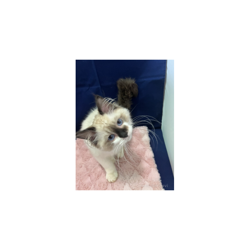 販売中の富山県のラグドール-130707の3枚目