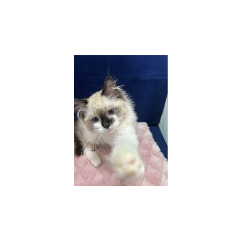 販売中の富山県のラグドール-130707の2枚目