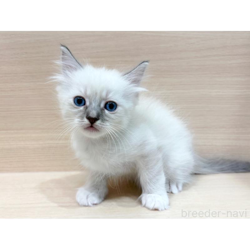 販売中の東京都のネヴァマスカレード-130706