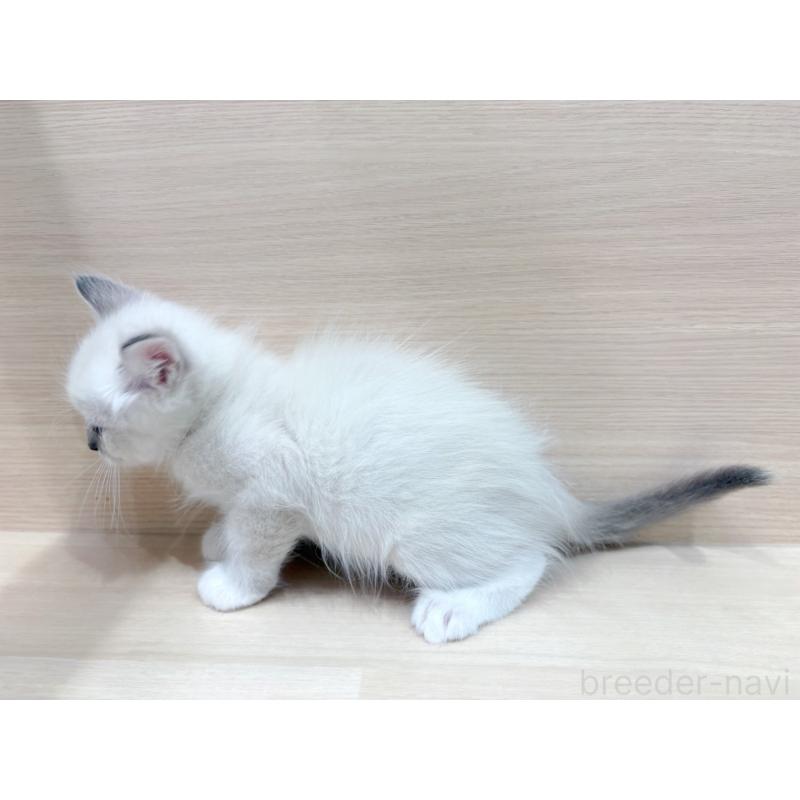 販売中の東京都のネヴァマスカレード-130706の5枚目