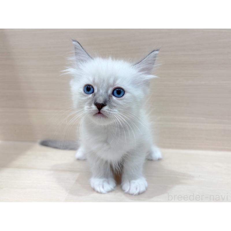 販売中の東京都のネヴァマスカレード-130706の4枚目