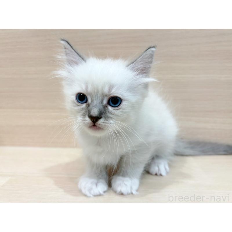 販売中の東京都のネヴァマスカレード-130706の3枚目