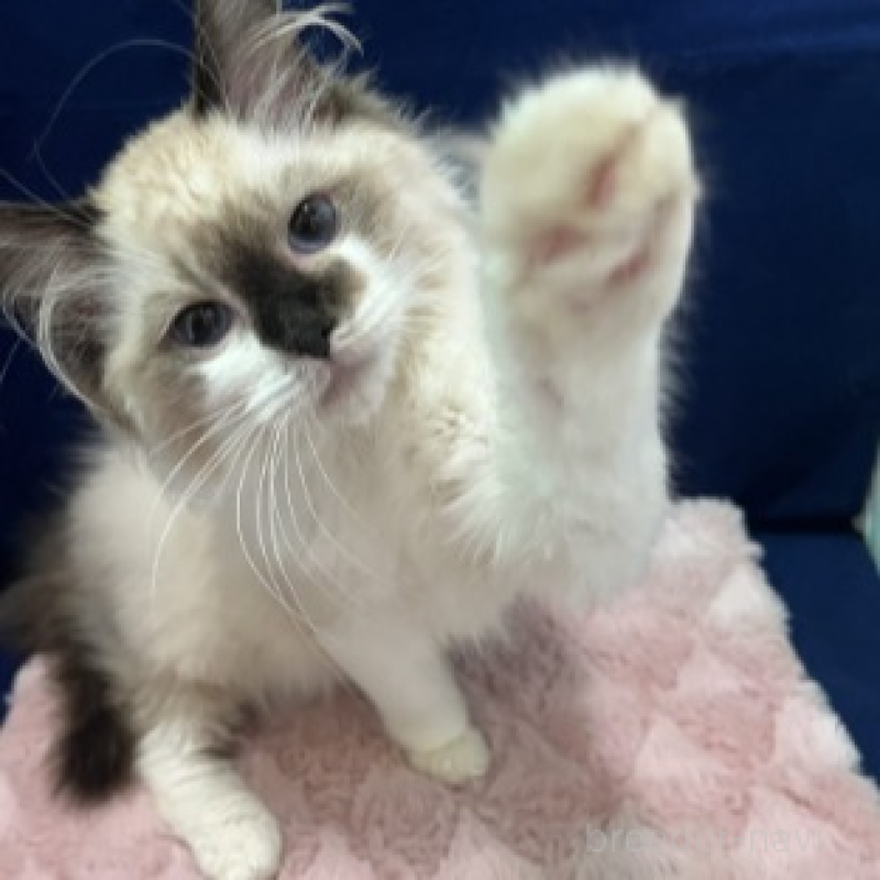 販売中の富山県のラグドール-130707の1枚目