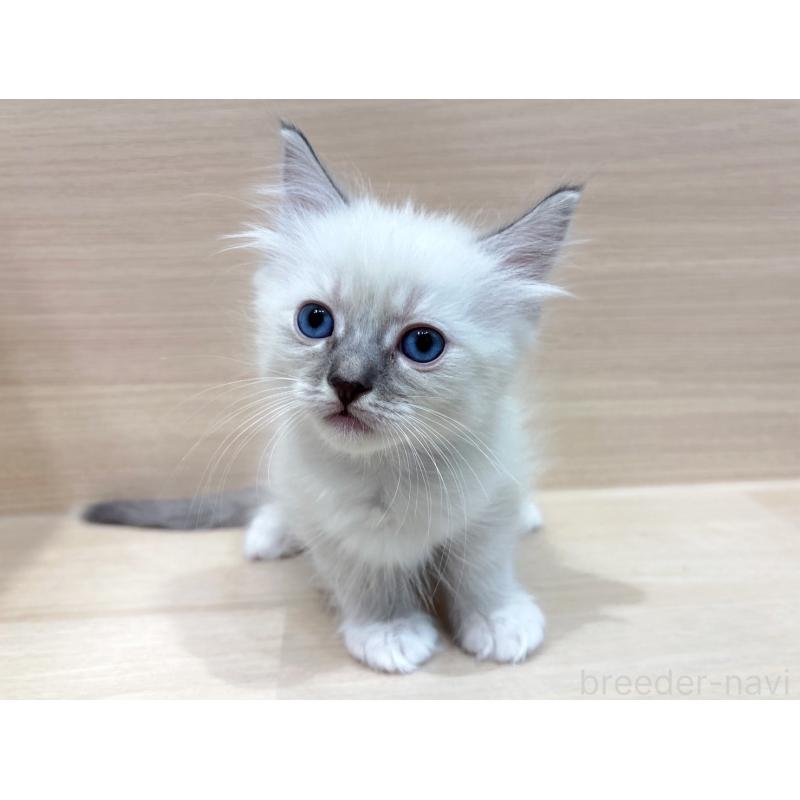 販売中の東京都のネヴァマスカレード-130706の2枚目