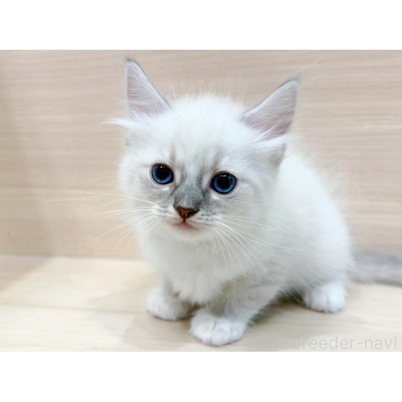 販売中の東京都のネヴァマスカレード-130709の1枚目