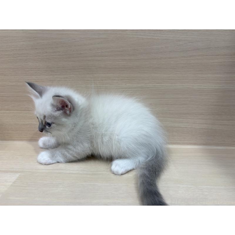 販売中の東京都のネヴァマスカレード-130709の5枚目