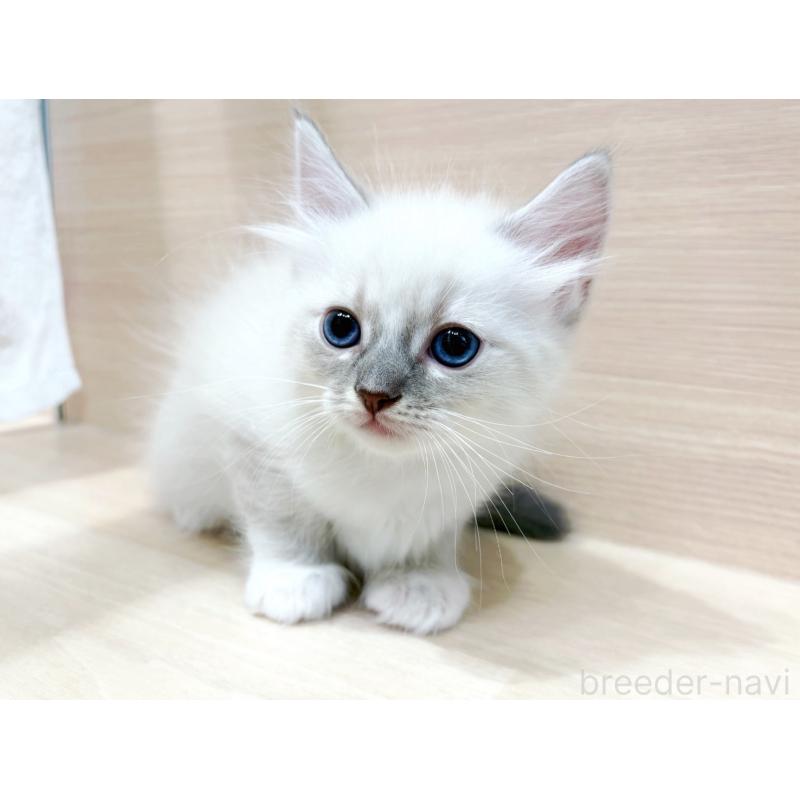 販売中の東京都のネヴァマスカレード-130709の4枚目