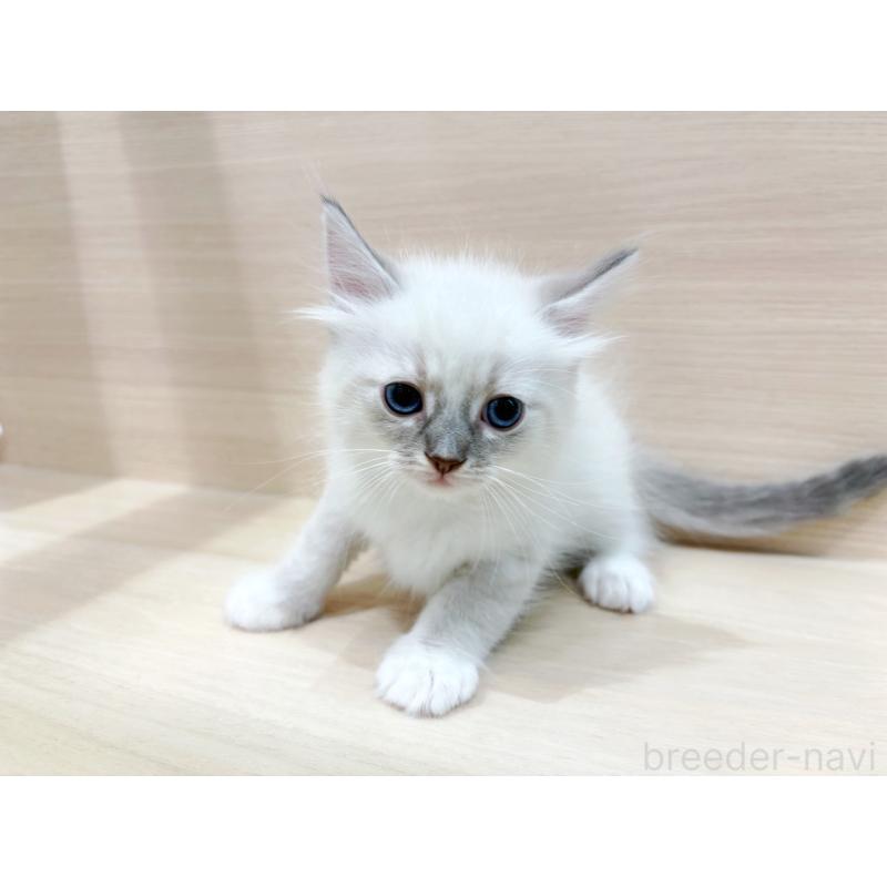 販売中の東京都のネヴァマスカレード-130709の3枚目