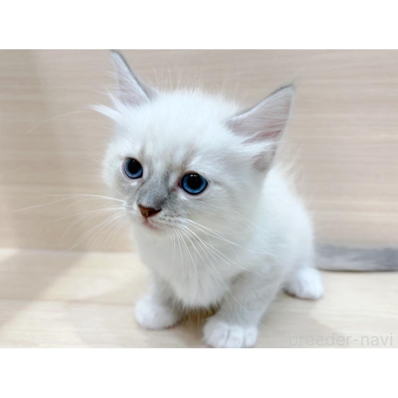 販売中の東京都のネヴァマスカレード-130709の2枚目