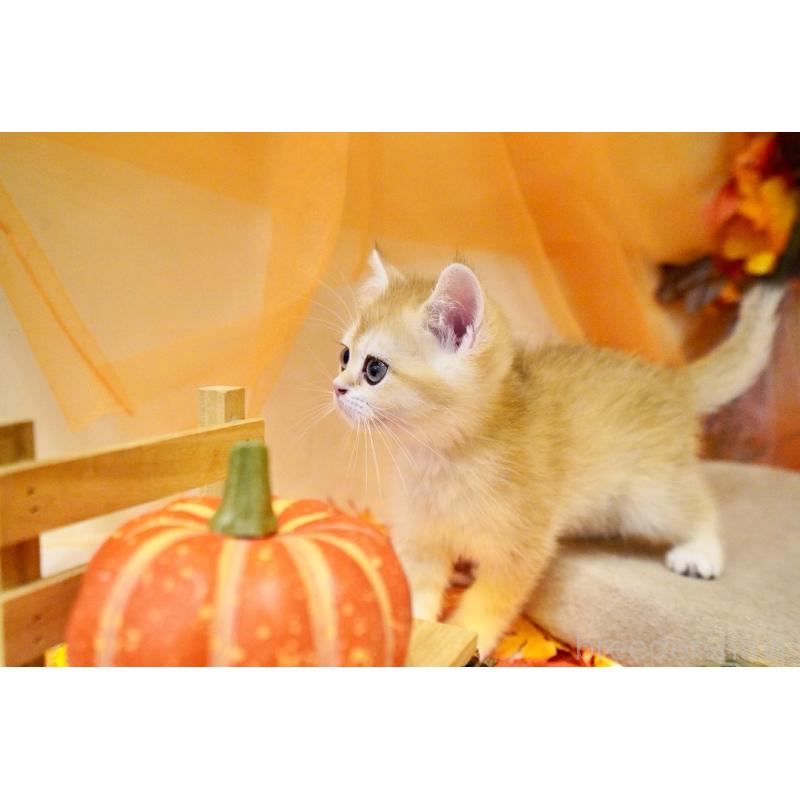 販売中の岐阜県のブリティッシュショートヘア-130710の5枚目