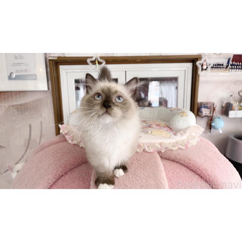 販売中の千葉県のミヌエット(短足)-126705の5枚目