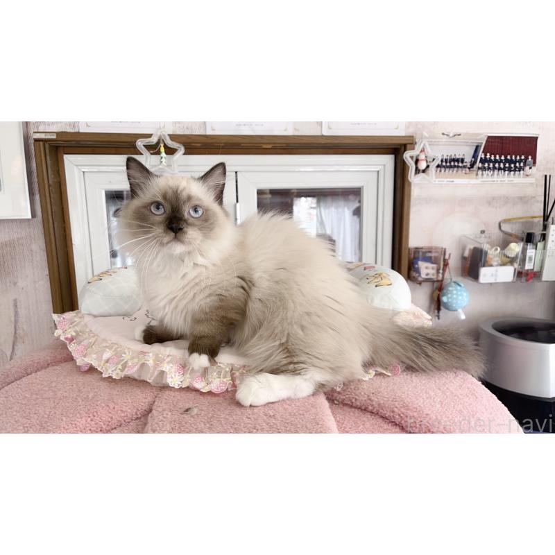 販売中の千葉県のミヌエット(短足)-126705の4枚目