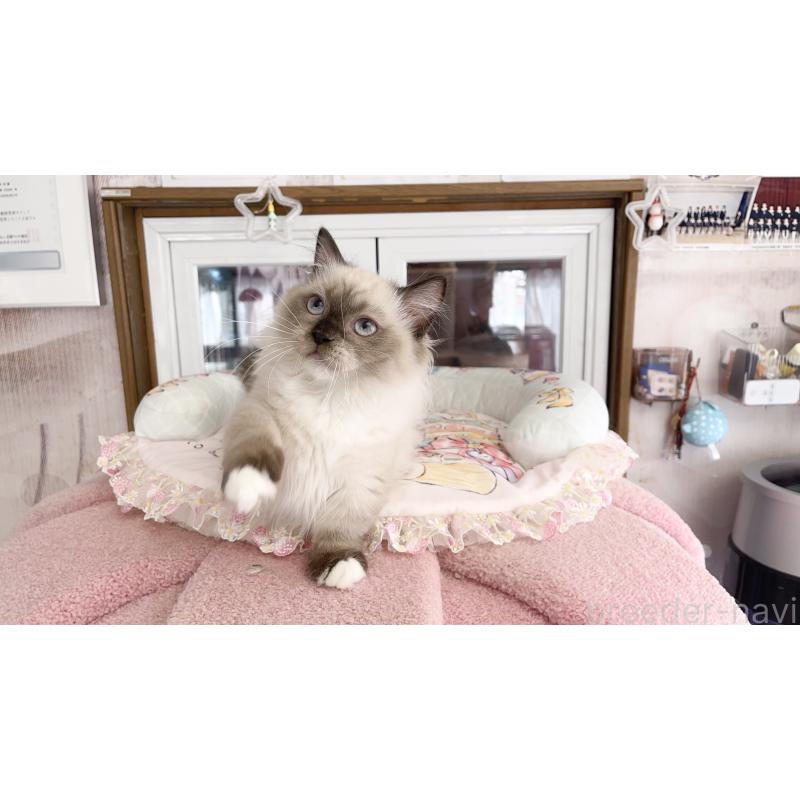 販売中の千葉県のミヌエット(短足)-126705の3枚目