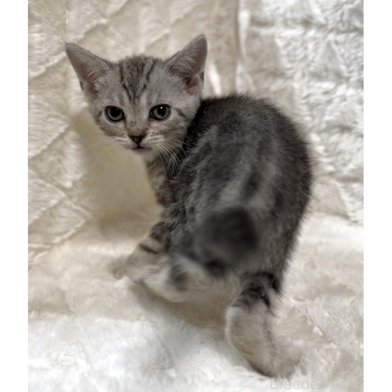 販売中の東京都のアメリカンショートヘア-130711の4枚目