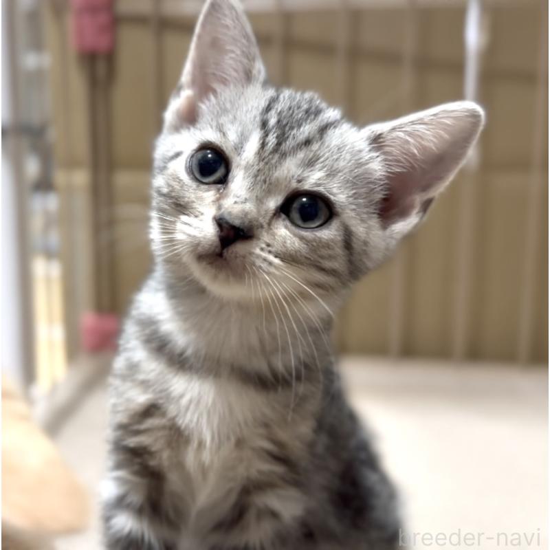 販売中の東京都のアメリカンショートヘア-130711の3枚目