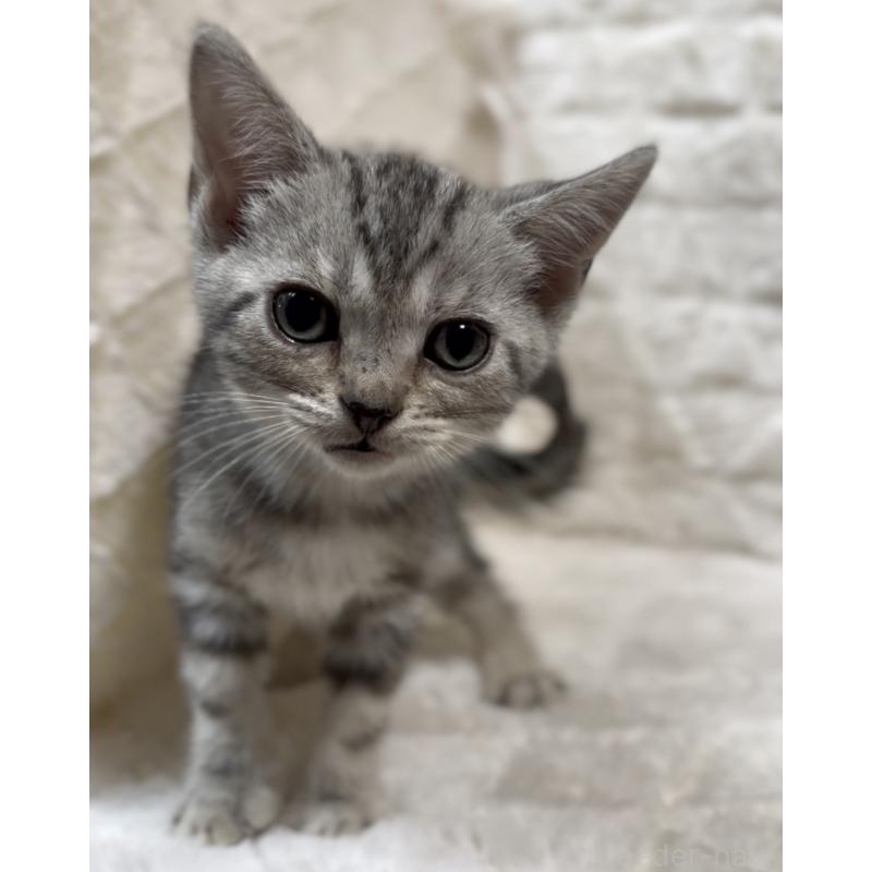 販売中の東京都のアメリカンショートヘア-130711の2枚目