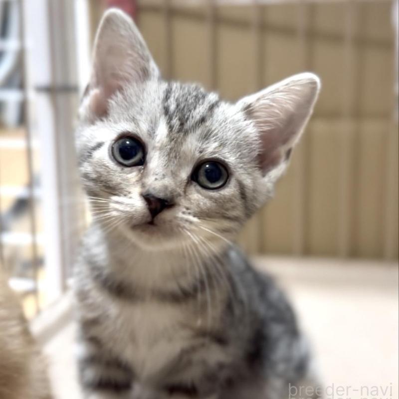 販売中の東京都のアメリカンショートヘア-130711の1枚目