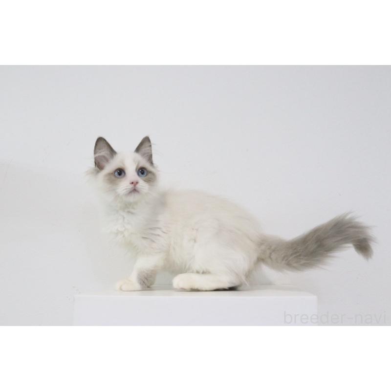 販売中の愛知県のラグドール-130712の5枚目