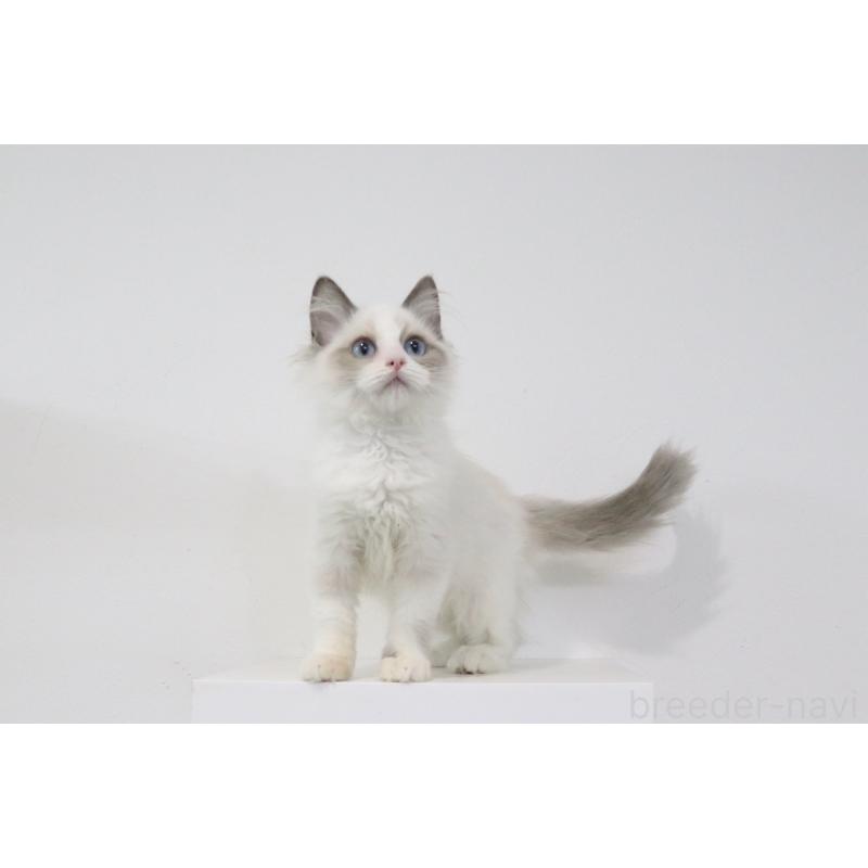 販売中の愛知県のラグドール-130712の4枚目