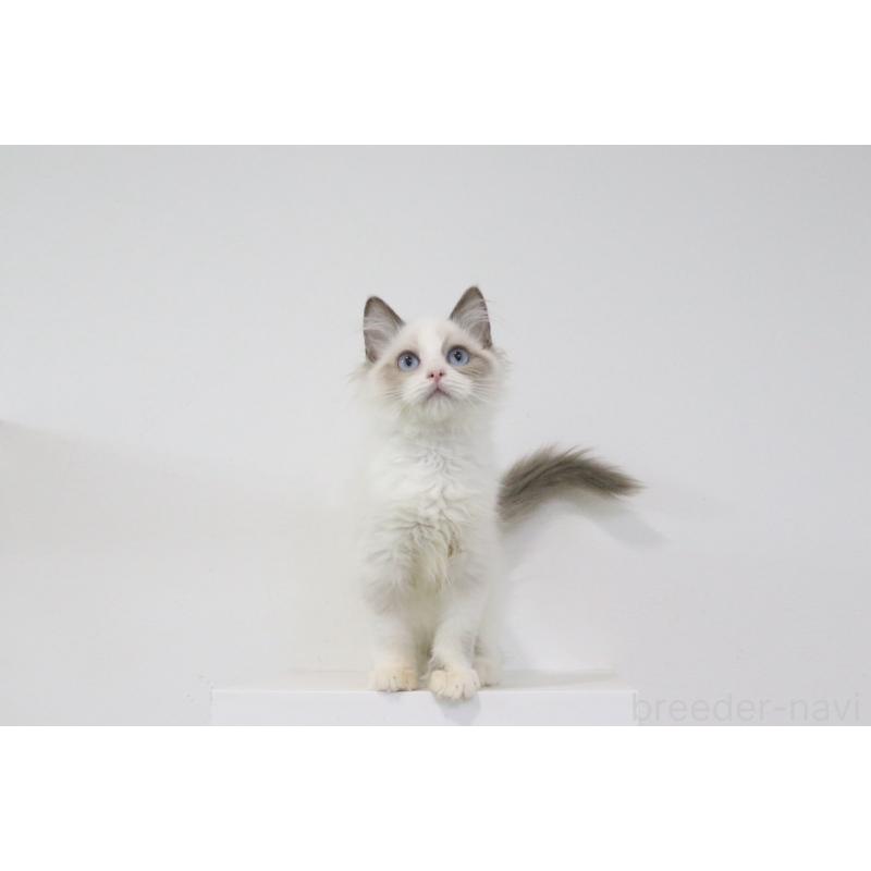 販売中の愛知県のラグドール-130712の3枚目