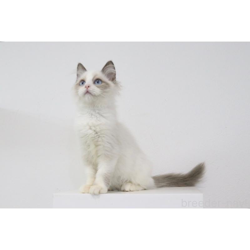 販売中の愛知県のラグドール-130712の2枚目