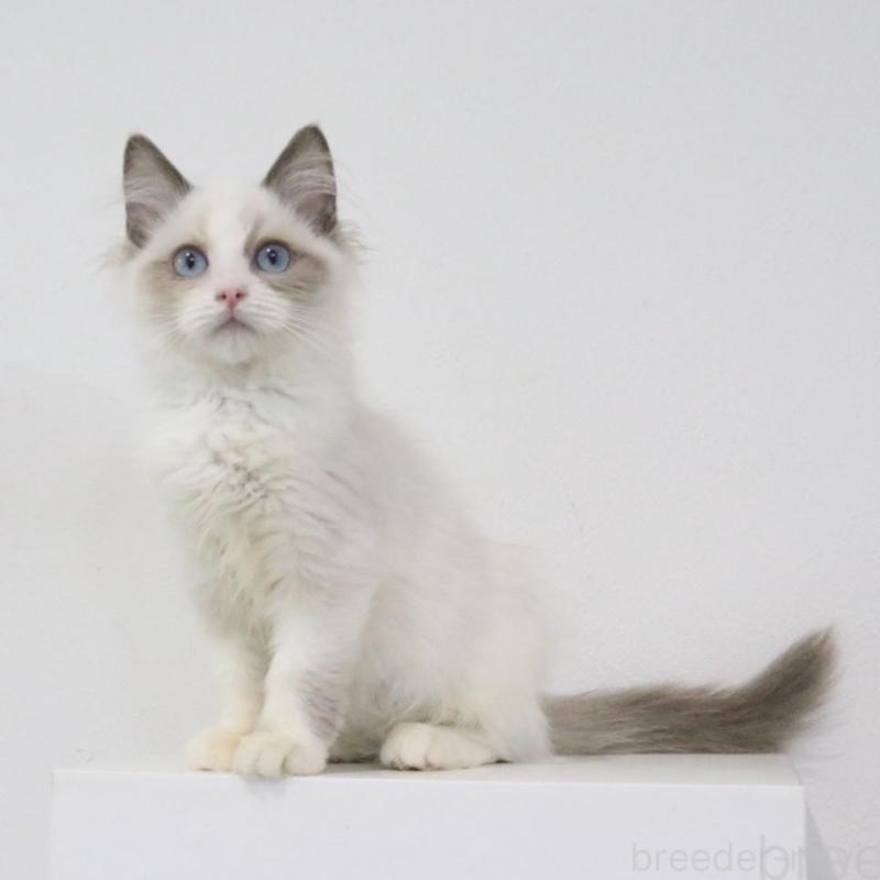 販売中の愛知県のラグドール-130712の1枚目