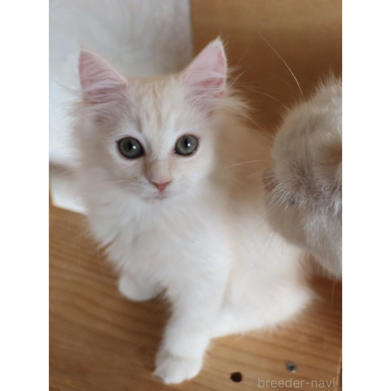 販売中の群馬県のサイベリアン-130713の9枚目