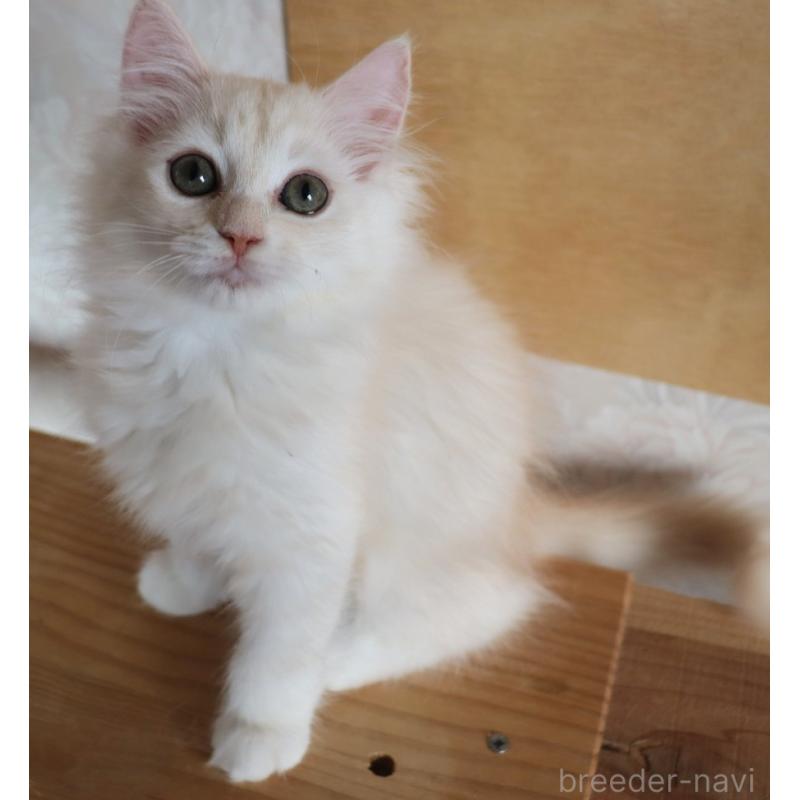 販売中の群馬県のサイベリアン-130713の8枚目