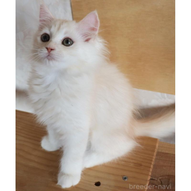 販売中の群馬県のサイベリアン-130713の7枚目