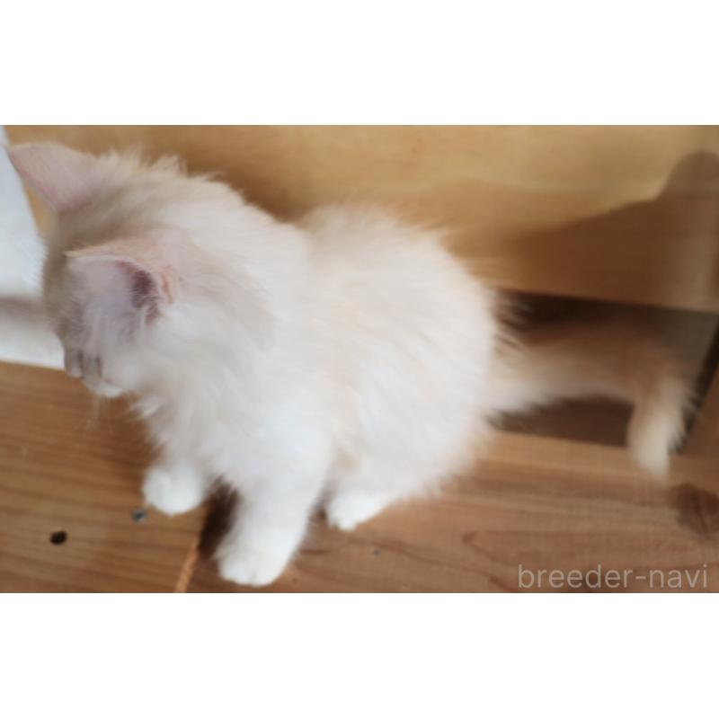 販売中の群馬県のサイベリアン-130713の5枚目