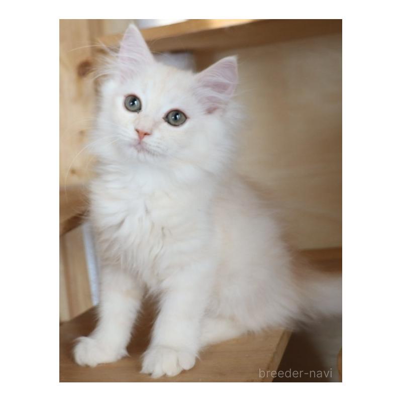 販売中の群馬県のサイベリアン-130713の4枚目