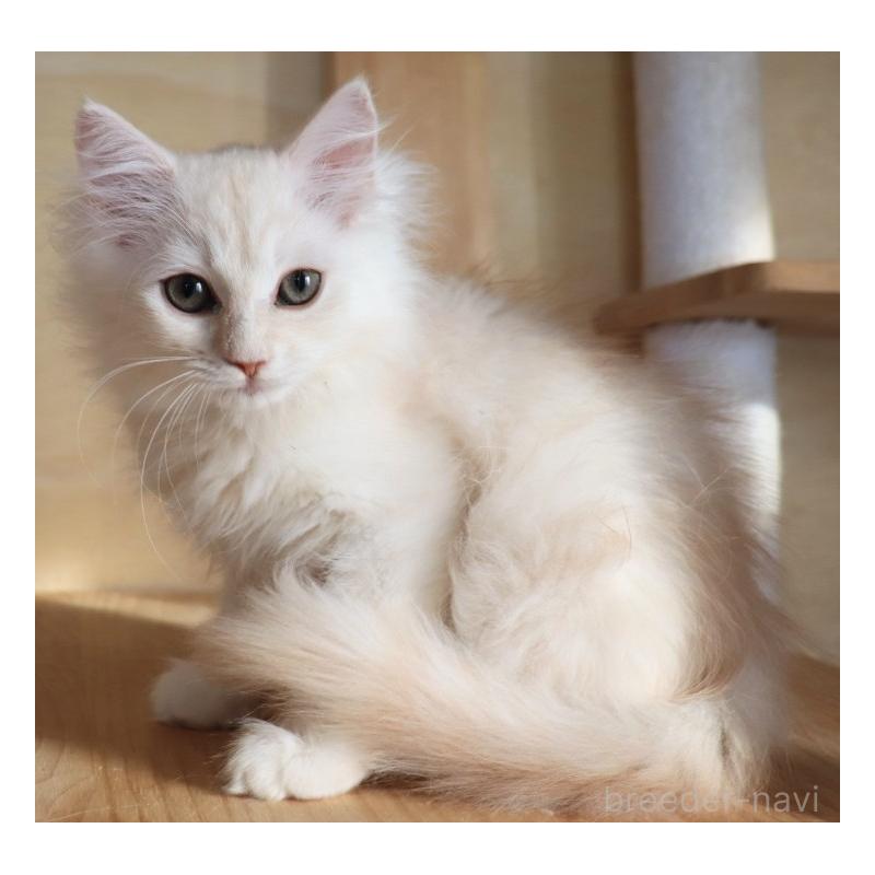 販売中の群馬県のサイベリアン-130713の2枚目