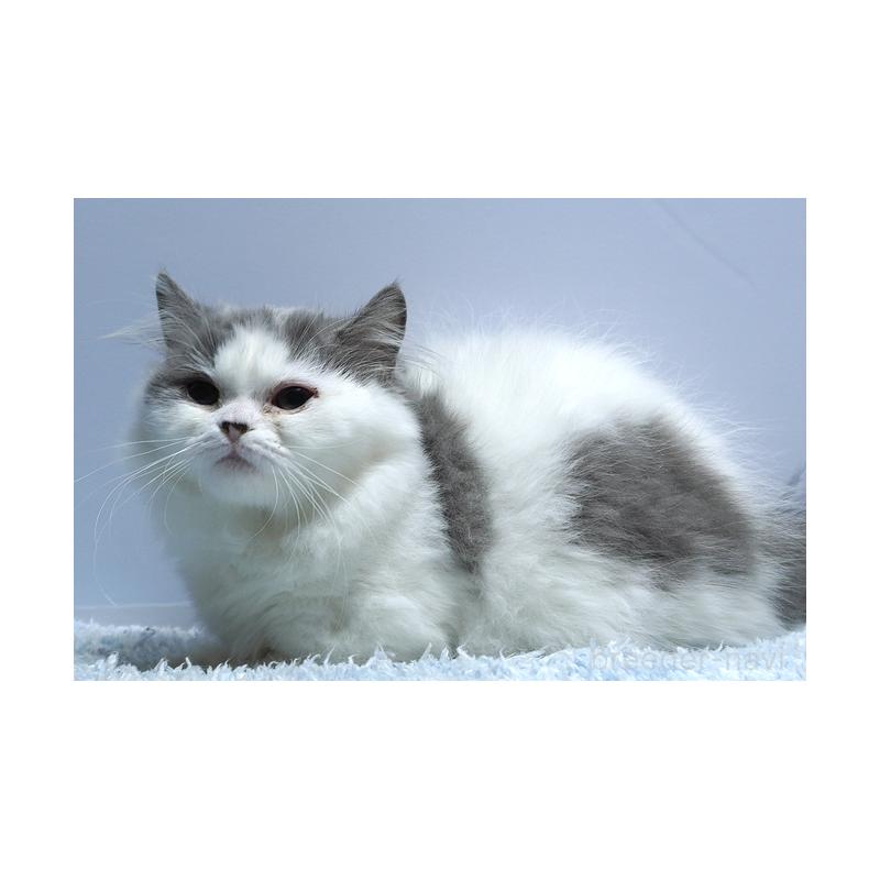 成約済の群馬県のミヌエット(短足)-123834の4枚目