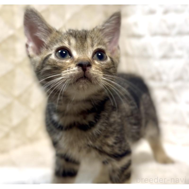 販売中の東京都のアメリカンショートヘア-130714の6枚目