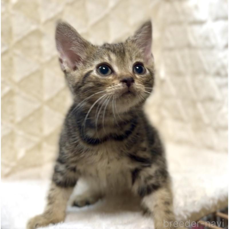 販売中の東京都のアメリカンショートヘア-130714の5枚目