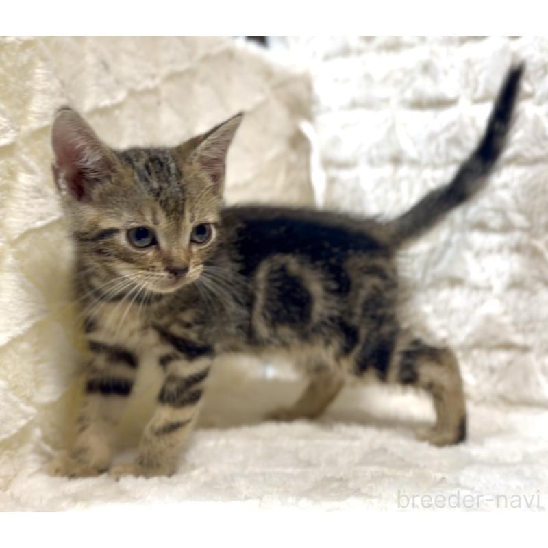 販売中の東京都のアメリカンショートヘア-130714の4枚目