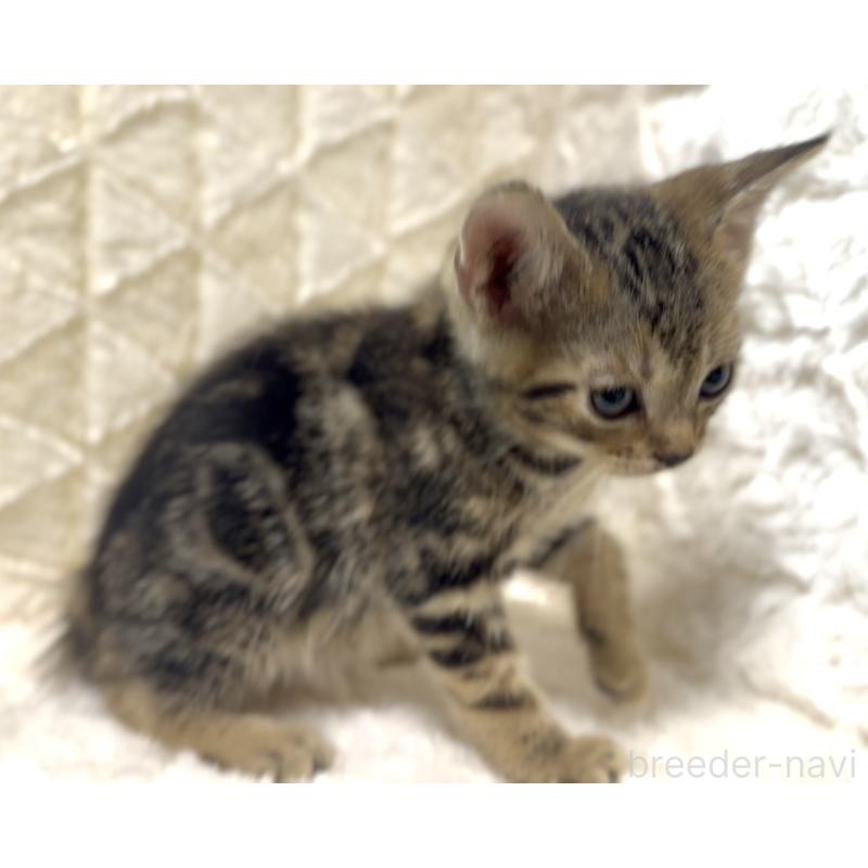 販売中の東京都のアメリカンショートヘア-130714の3枚目