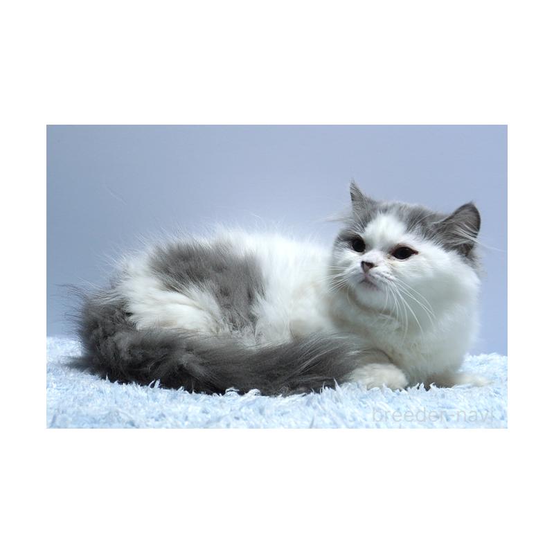 成約済の群馬県のミヌエット(短足)-123834の3枚目