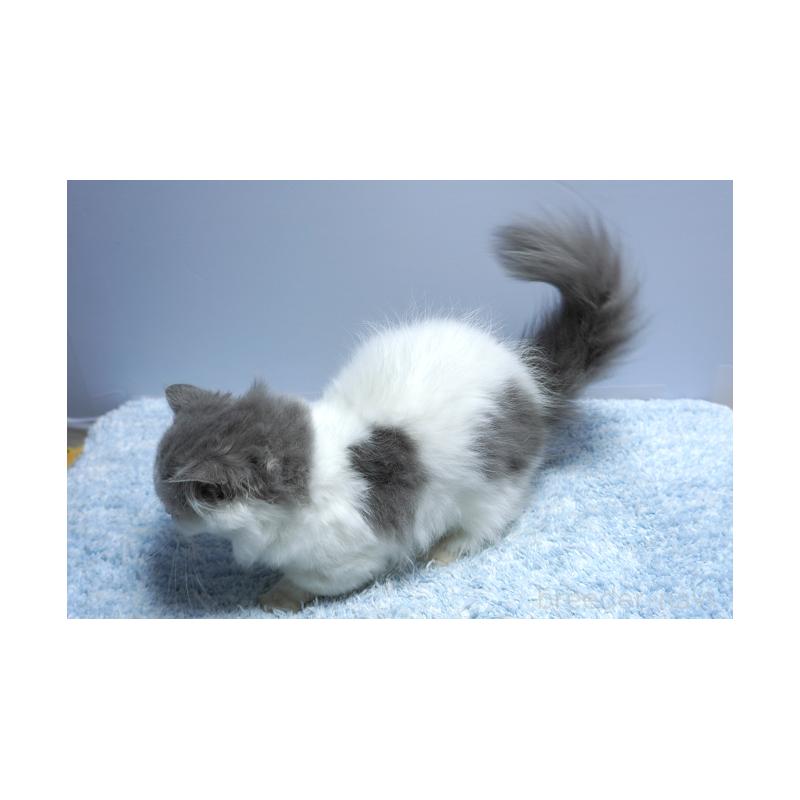 成約済の群馬県のミヌエット(短足)-123834の2枚目