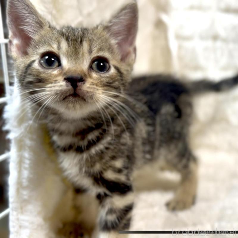 販売中の東京都のアメリカンショートヘア-130714